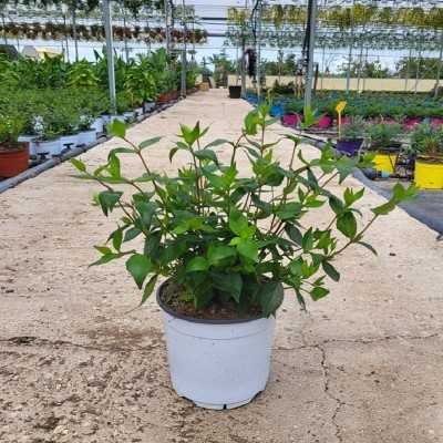 Pianta Abelia Grandiflora Bianco - Cespugli fioriti Pianta Abelia Grandiflora Bianco - Cespugli fioriti