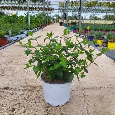 Pianta Abelia Grandiflora Bianco - Cespugli fioriti Pianta Abelia Grandiflora Bianco - Cespugli fioriti