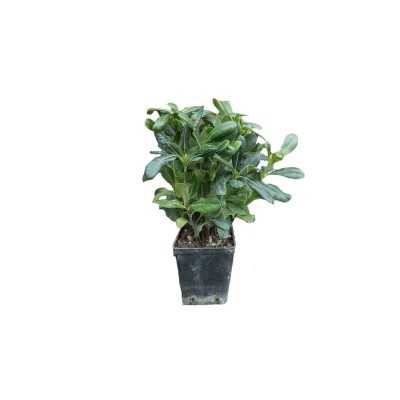 40pz Pianta Pittosporo Tobira Nano - Piante da ricoltivare 40pz Pianta Pittosporo Tobira Nano - Piante da ricoltivare