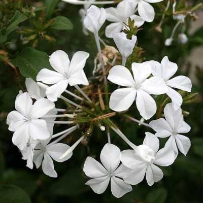 Pianta Plumbago - Piante rampicanti