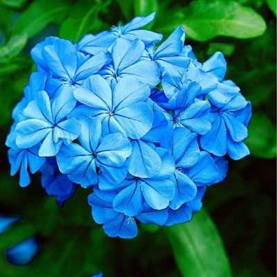 plumbago prezzo plumbago prezzo