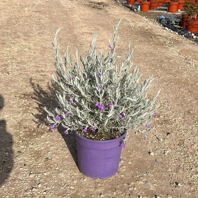 eremophila nivea coltivazione eremophila nivea coltivazione