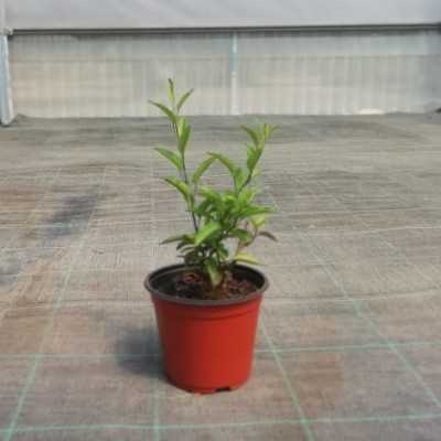 pianta solanum pianta solanum