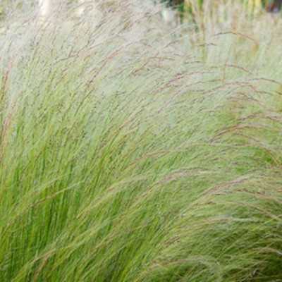 Pianta Stipa Pennata - Cespugli fioriti Pianta Stipa Pennata - Cespugli fioriti