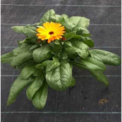 calendula colori calendula colori