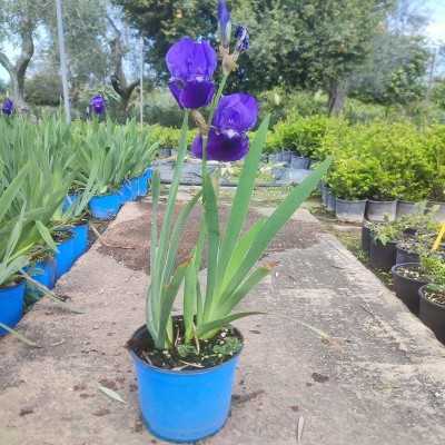 fiori di iris fiori di iris