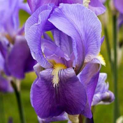 fiore di iris fiore di iris