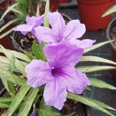 Pianta Ruellia - Piante fiorite Pianta Ruellia - Piante fiorite