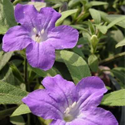 40pz Pianta Ruellia - Cespugli 40pz Pianta Ruellia - Cespugli