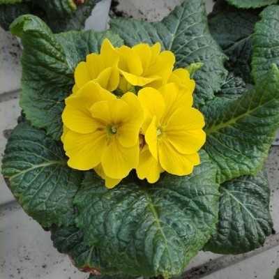 Pianta Primula Acaulis - Piante fiorite Pianta Primula Acaulis - Piante fiorite