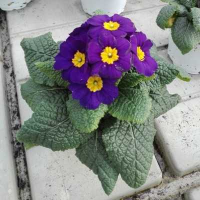 Pianta Primula Acaulis - Piante fiorite Pianta Primula Acaulis - Piante fiorite