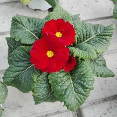 Pianta Primula Acaulis - Piante fiorite Pianta Primula Acaulis - Piante fiorite
