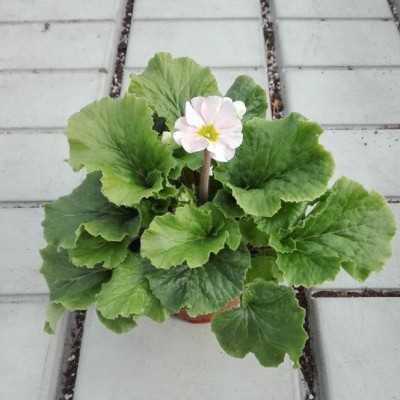 primula obconica primula obconica
