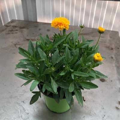 Pianta Coreopsis - Piante fiorite Pianta Coreopsis - Piante fiorite