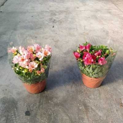 Pianta Alstroemeria colori Mix - Piante fiorite Pianta Alstroemeria colori Mix - Piante fiorite