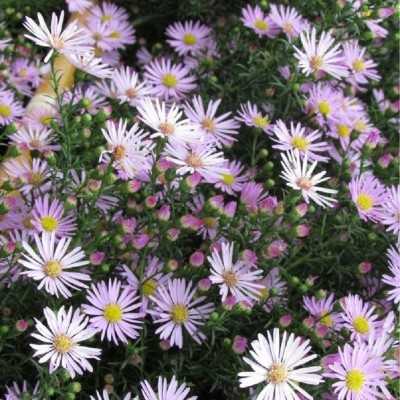 aster pianta in vaso aster pianta in vaso