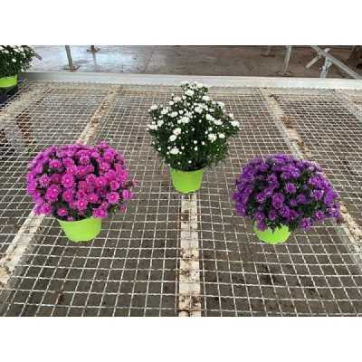 aster fiori aster fiori
