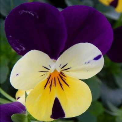 piante con fiori viola piante con fiori viola