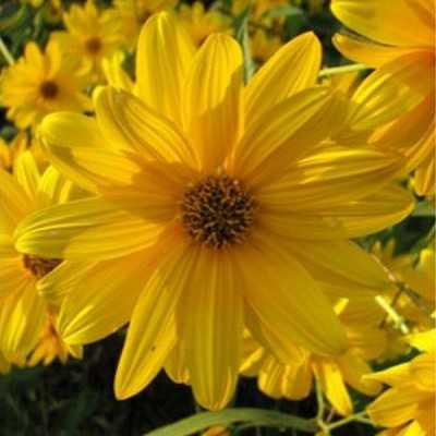 euryops fioritura invernale euryops fioritura invernale