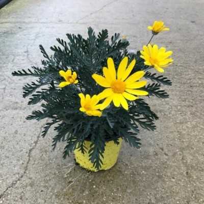 Pianta Euryops - Piante fiorite Pianta Euryops - Piante fiorite