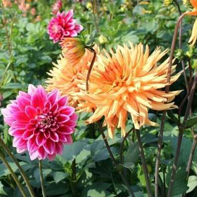 dalia pianta dalia pianta