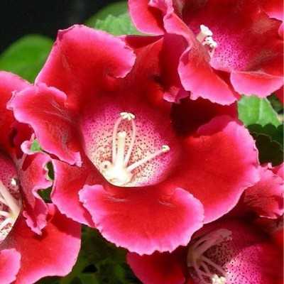 6 Pianta Gloxinia - Piante fiorite 6 Pianta Gloxinia - Piante fiorite