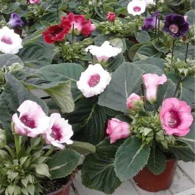 6 Pianta Gloxinia - Piante fiorite 6 Pianta Gloxinia - Piante fiorite