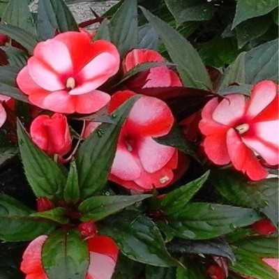 impatiens bianco impatiens bianco