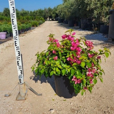 pianta bougainvillea
