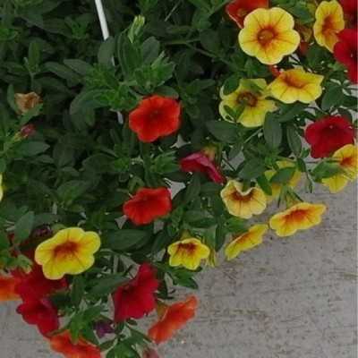 Pianta Calibrachoa - Piante fiorite Pianta Calibrachoa - Piante fiorite