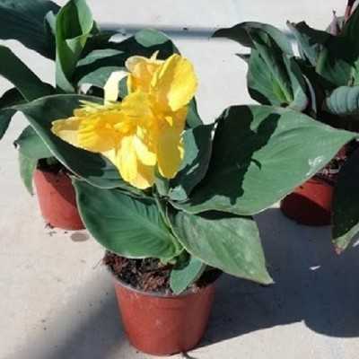 canna indica canna indica