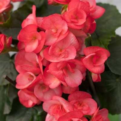 elatior begonia elatior begonia