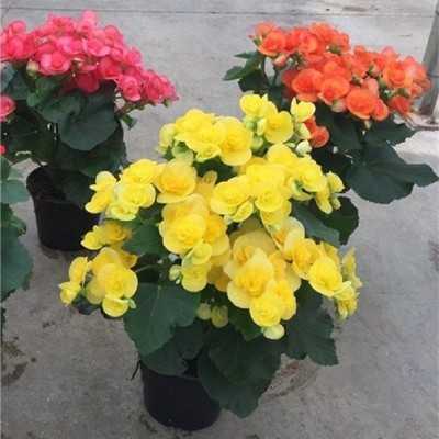 begonia elatior begonia elatior