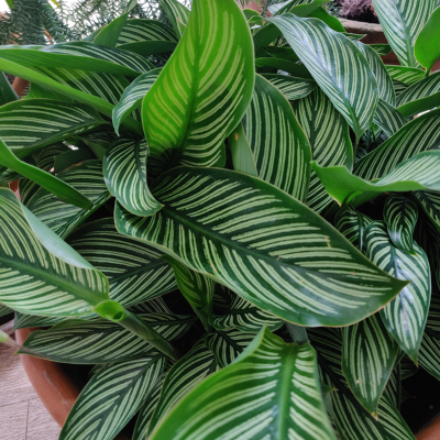 Pianta Calathea - Piante da interno Pianta Calathea - Piante da interno