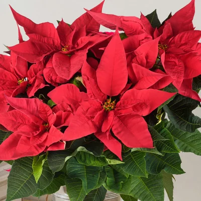Stella di Natale Princettia Colore Misto - Piante da interno