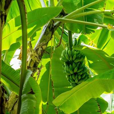 pianta di banano pianta di banano