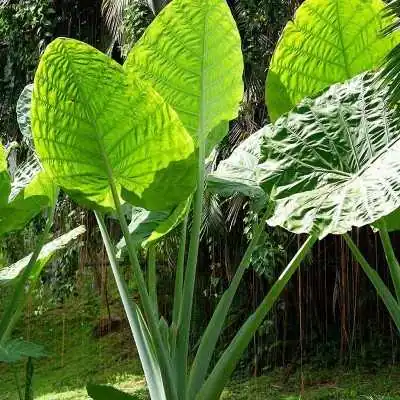 Pianta Alocasia - Piante da interno