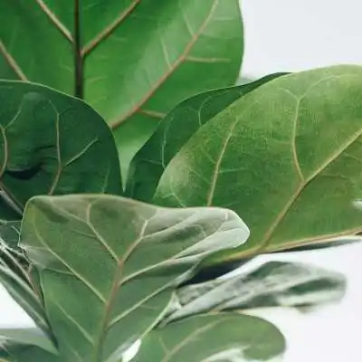 pianta ficus lyrata bambino pianta ficus lyrata bambino