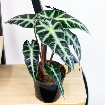 Alocasia Alocasia