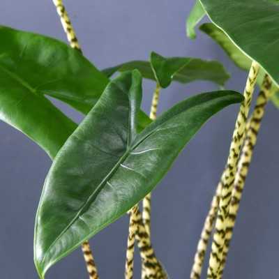 Pianta Alocasia Zebrina - Piante da interno Pianta Alocasia Zebrina - Piante da interno