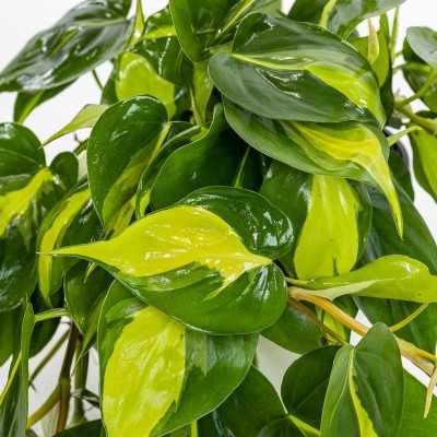 Pianta Philodendron Brazil - Piante da interno Pianta Philodendron Brazil - Piante da interno