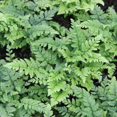Pianta Polystichum Ts. Simense - Piante da interno Pianta Polystichum Ts. Simense - Piante da interno