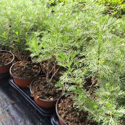 artemisia pianta artemisia pianta