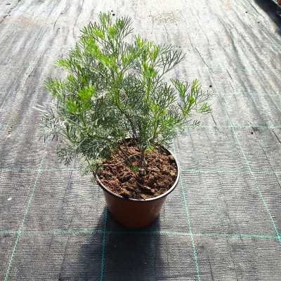 Pianta Artemisia Aborotanum Pianta Artemisia Aborotanum