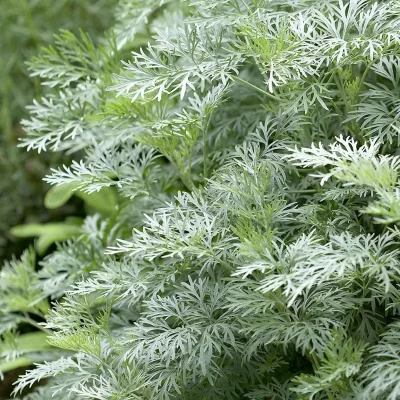 artemisia fiore