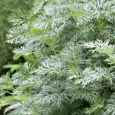 artemisia fiore artemisia fiore