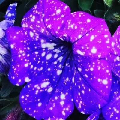 3 Piante Petunia Spalsh 3 Piante Petunia Spalsh