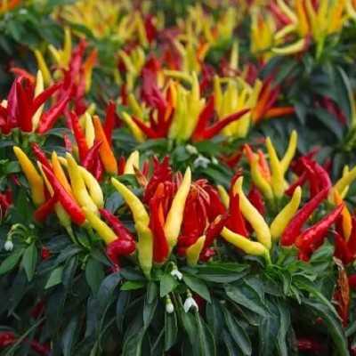 Pianta Peperoncino Pianta Peperoncino