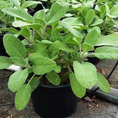Pianta Salvia Pianta Salvia
