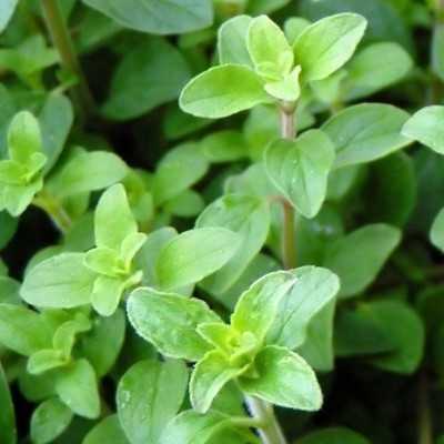Pianta Origano Pianta Origano
